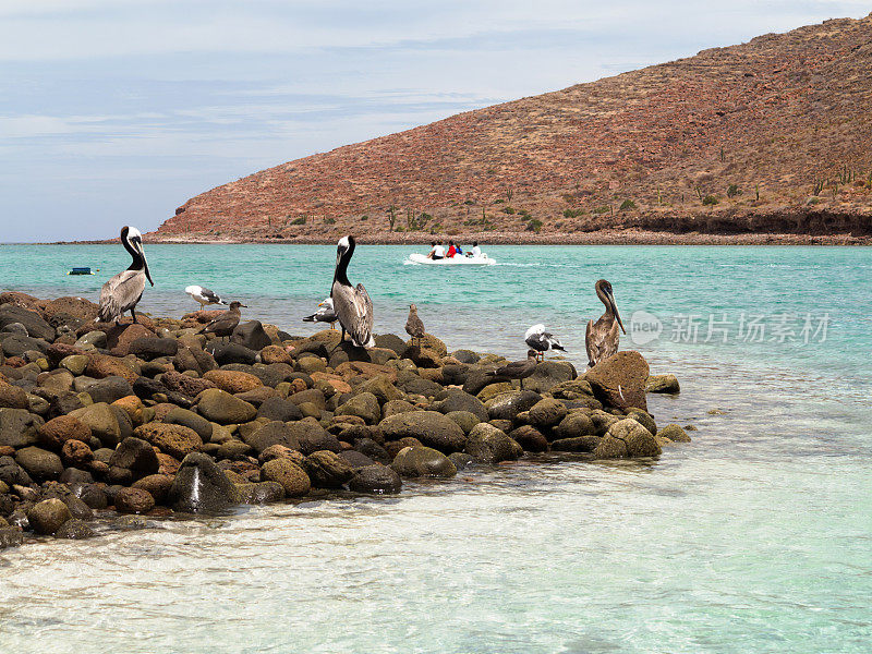 在 Isla Spiritu Santo Baja California Sur 上的鹈鹕